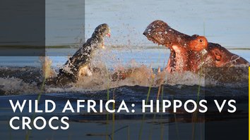 Wild Africa: Hippos Vs Crocs