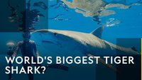 World's Biggest Tiger Shark