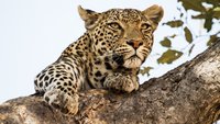 Leopard & Hyena: Strange Alliance