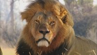Cecil: The Legacy Of A King