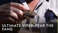 Ultimate Viper: Fear The Fang
