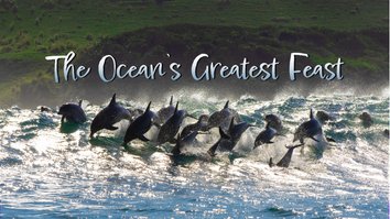 Ocean's Greatest Feast