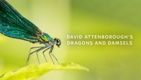 David Attenborough's Dragons...