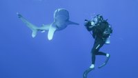 Sharks Up Close With Steve Backshall