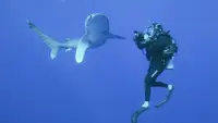 Sharks Up Close With Steve Backshal