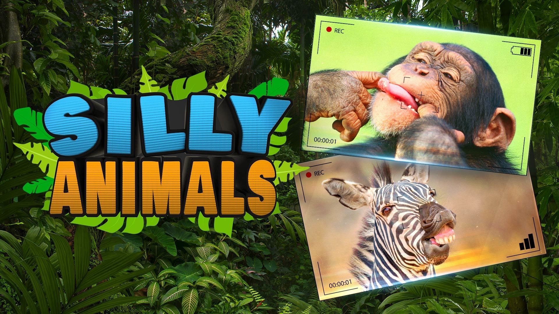 Watch Silly Animals Season 1 Episode 1 Online - Stream Full Episodes