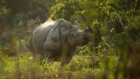 Into The Wild: India