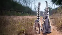 Gangs Of Lemur Island
