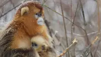 Monkeys: An Amazing Animal..