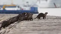 Uptown Otters