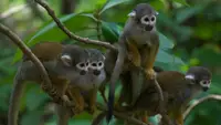 Monkeys: An Amazing Animal..