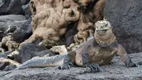 Making Attenborough's Galapagos