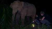 Borneo Wildlife Rescue