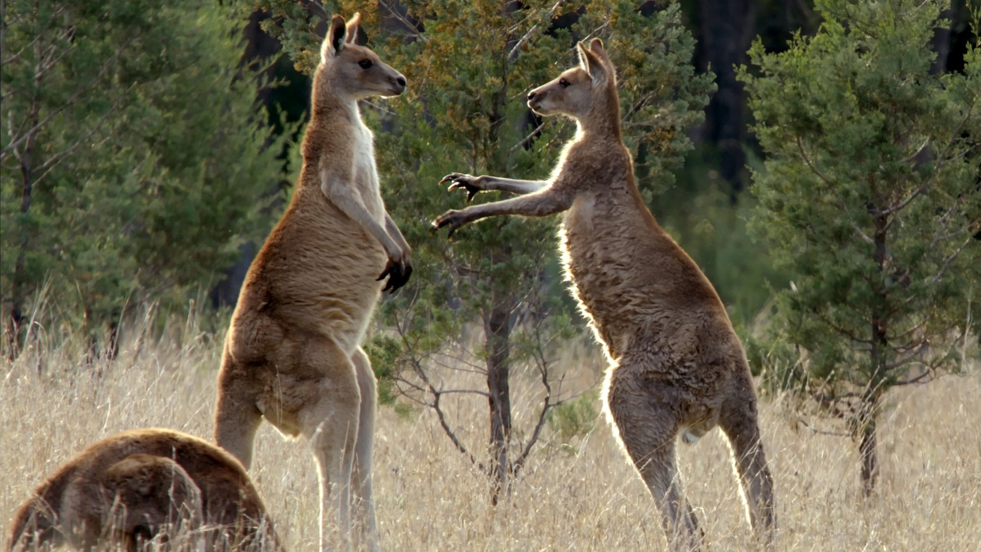 Watch Secret Life Of The Kangaroo Season 1 Episode 3 Online