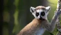 Gangs Of Lemur Island