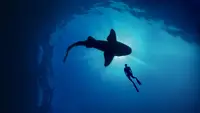Shark With Steve Backshall: Diving Deeper