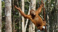 Orangutan Jungle School