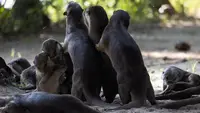 Uptown Otters