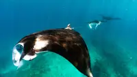 Ningaloo: Australia's Ocean Wonder