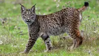 Dehesa- Forest Of The Iberian Lynx