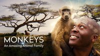 Monkeys: An Amazing Animal Family