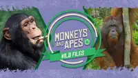 Monkeys And Apes: Wild Files