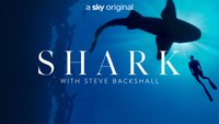 Sharks Up Close With Steve Backshal