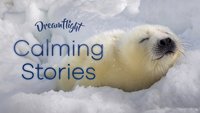Dreamflight: Calming Stories