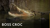 Boss Croc