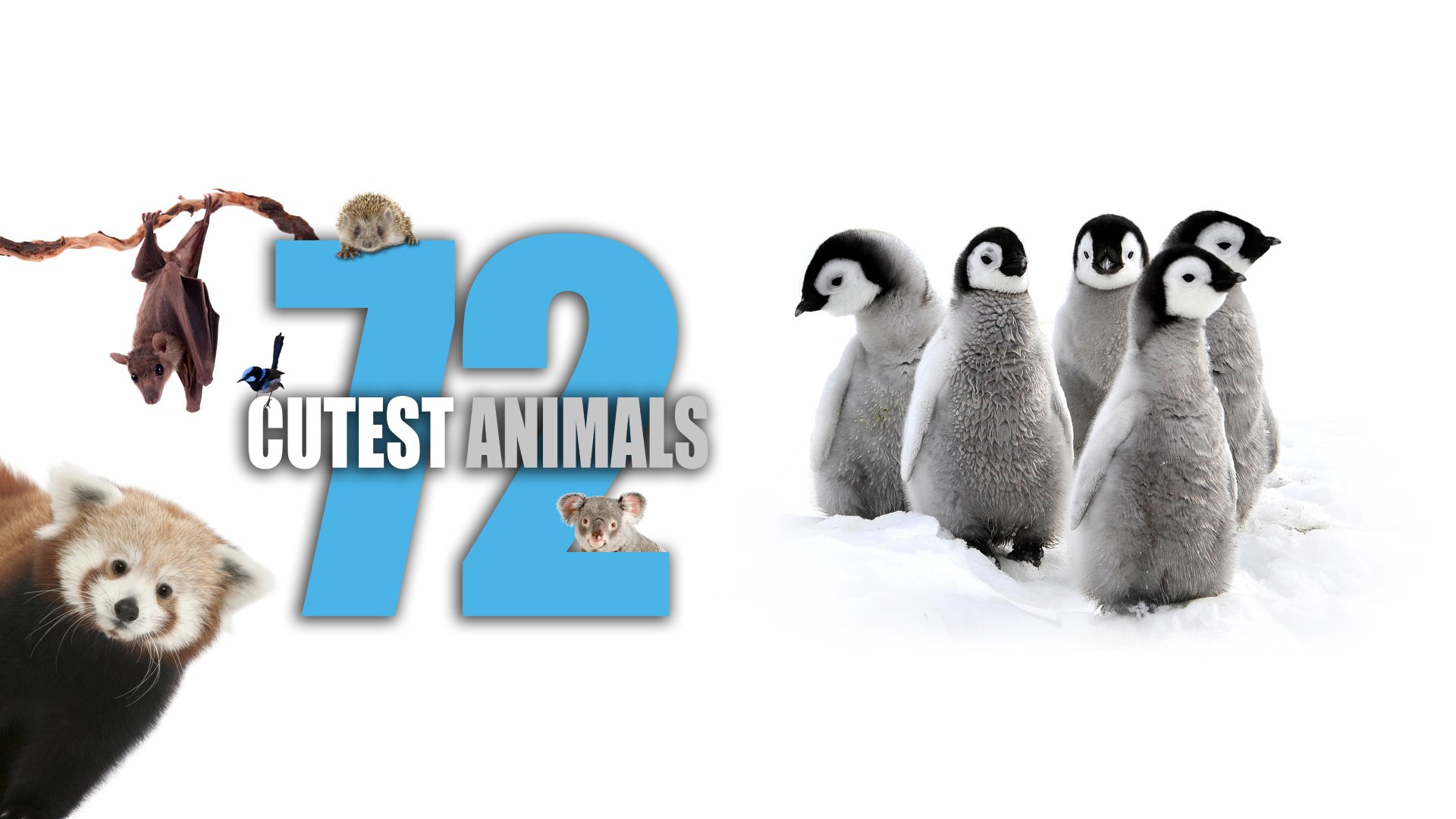 Watch 72 Cutest Animals Season 1 Episode 12 Online - Stream Full ...