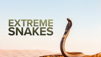Extreme Snakes: Africa