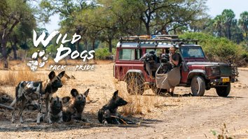 Wild Dogs: Pack Vs. Pride