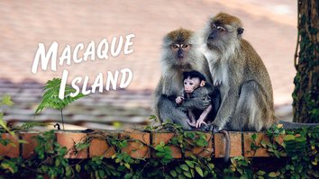 Macaque Island