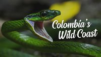 Colombia's Wild Coast