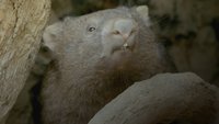 Secret Life Of The Wombat
