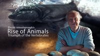 Rise Of Animals With David Attenborough