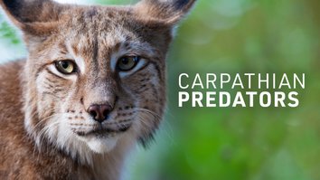 Carpathian Predators