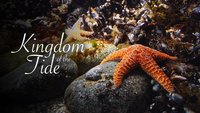 Kingdom Of The Tide
