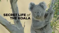 Secret Life Of The Koala