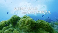 Weird, Wild and Wonderful