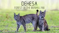 Dehesa- Forest Of The Iberian Lynx