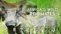 Africa's Wild Roomates: How Animals Share Bed and Board