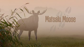 Matsalu Moose: Wild Giants Of...