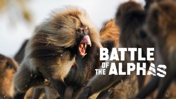 Battle Of The Alphas