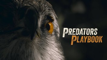 The Predator's Playbook