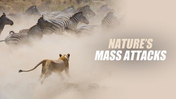 Nature's Mass Attacks