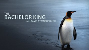 David Attenborough's Bachelor King