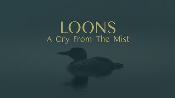 Loons: A Cry From The Mist