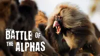 Battle Of The Alphas