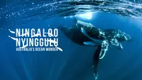 Ningaloo: Australia's Ocean Wonder